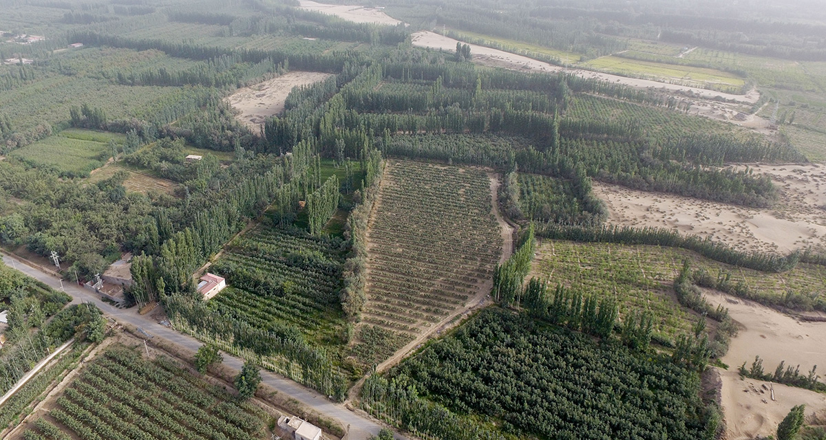 “綠口袋”扎緊了風口，逼退了黃沙——一個南疆沙漠村莊的扶貧觀察