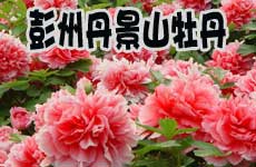 推薦地二:彭州