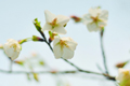 明孝陵景區 櫻花園里櫻花悄然綻放