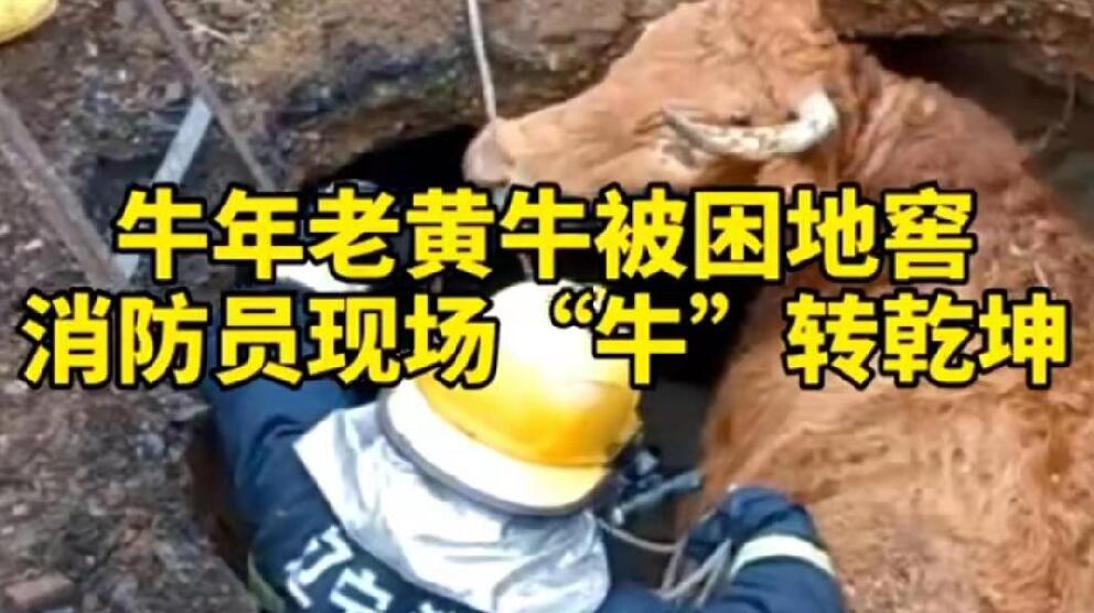 牛年老黃牛被困地窖，消防員現場“牛”轉乾坤！