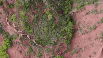 “象”往何方？ 象群正翻山南行 當地有序疏散群眾