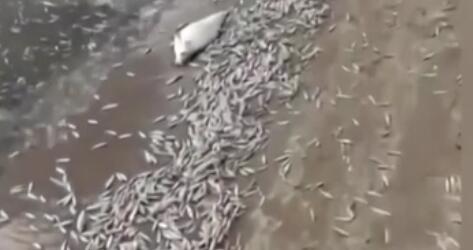 調查！藍綠藻暴發 俄多地魚類大規模死亡