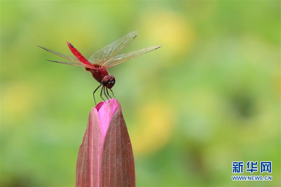 （國際·年終報道）（7）2019，精“彩”紛呈