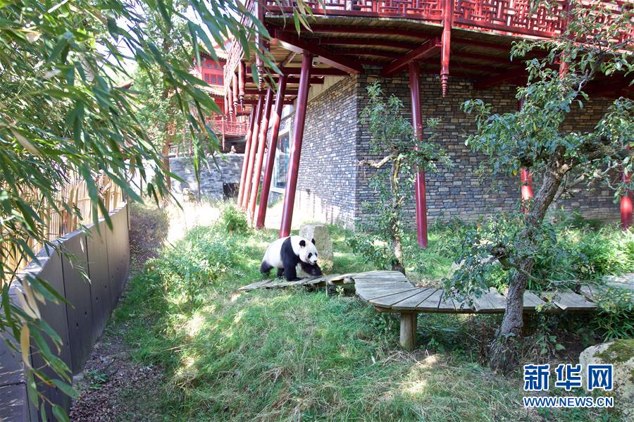 (國際·圖文互動)(4)旅荷大熊貓寶寶取名“梵星”