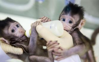 重大突破！兩只克隆猴在中國誕生